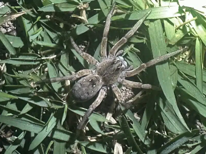Wolf spider in grass at night showing natural outdoor habitat