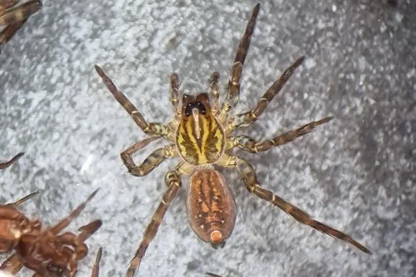 Wolf spider hunting on ground showing leg pattern