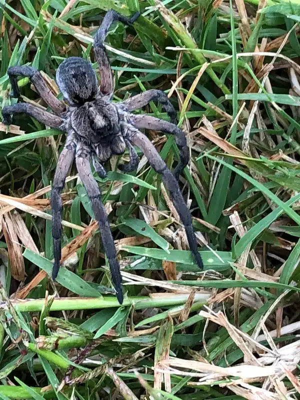 Wolf spider in grass showing typical ground-dwelling habitat