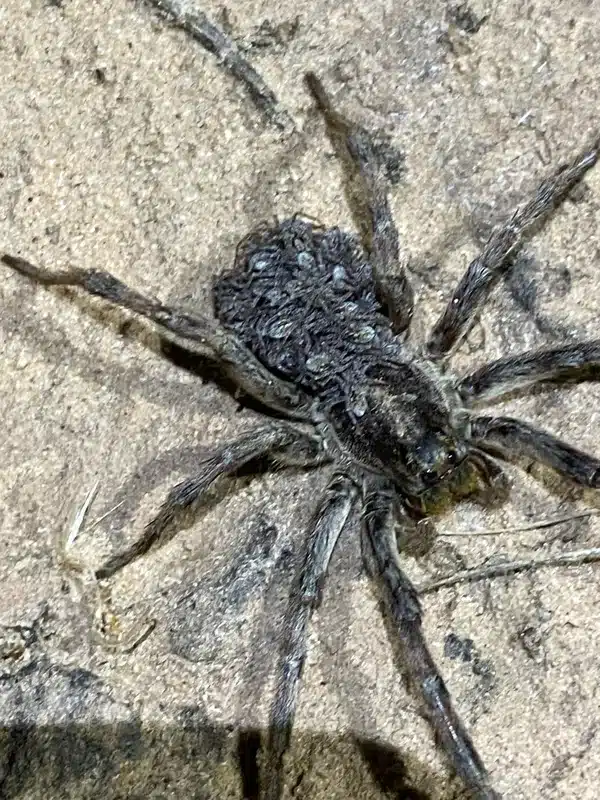 Mother wolf spider carrying dozens of spiderlings on her back