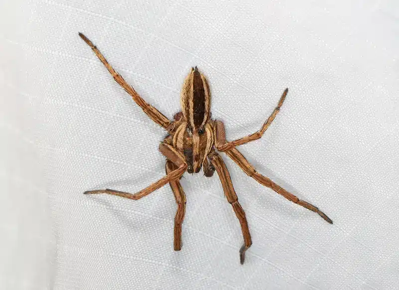 Wolf spider on a white surface with striped body and banded legs
