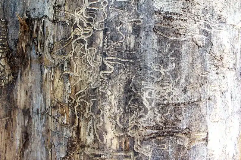 Tunnels in tree bark from wood-boring insects showing termite-style damage