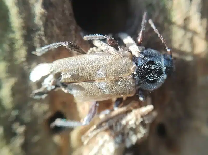 Wood boring beetle on damaged wood surface showing the connection between pest and damage