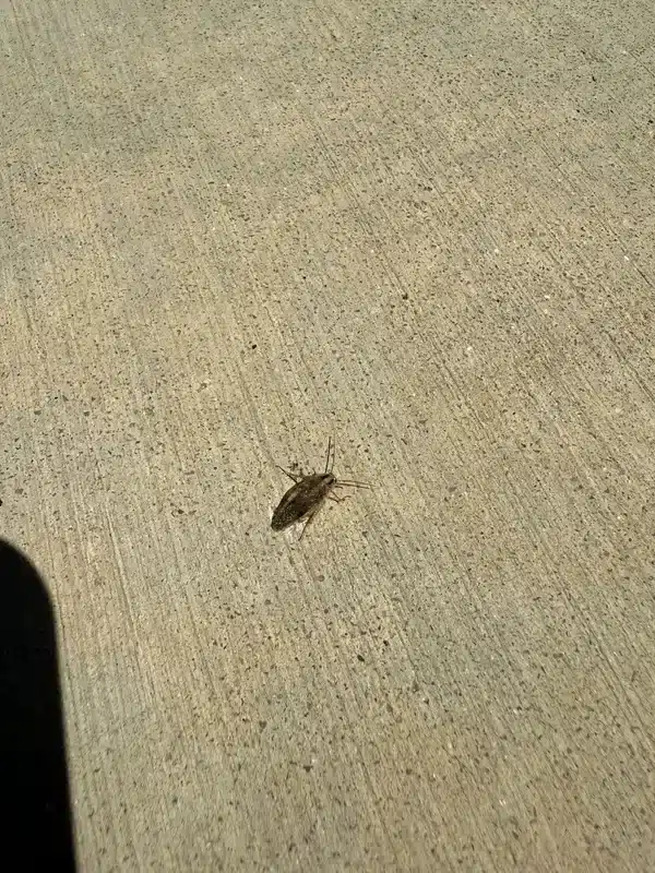 Wood roach on outdoor concrete surface showing its pale wing edges and natural outdoor habitat
