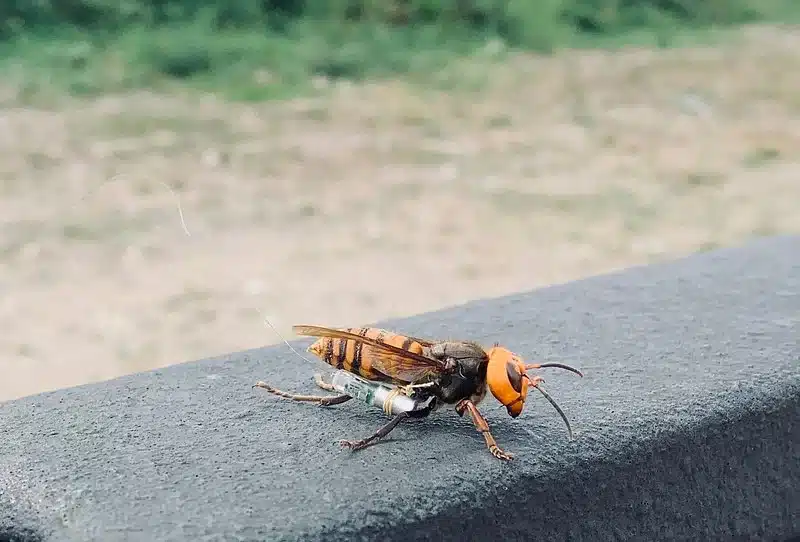 Yellow-faced hornet on a railing