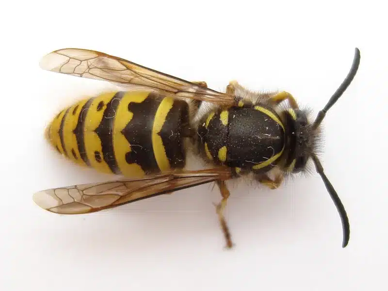 Ground Hornet Facts: Appearance and Effective Treatments