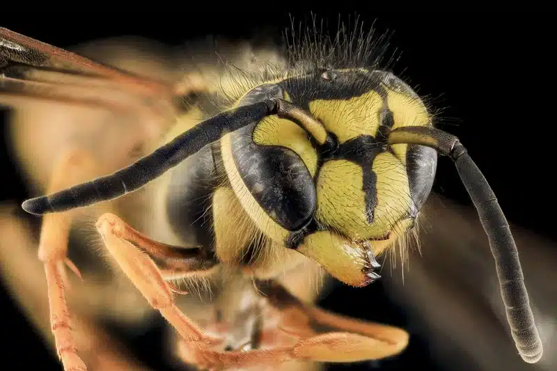 Close-up of a yellow jacket wasp showing stinger and body detail