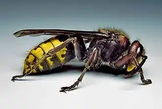 Close-up of yellowjacket wasp showing bold black and yellow stripes