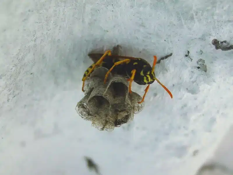 Yellow jacket wasp next to nest