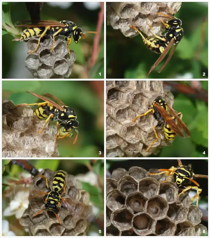 Wasp near its nest