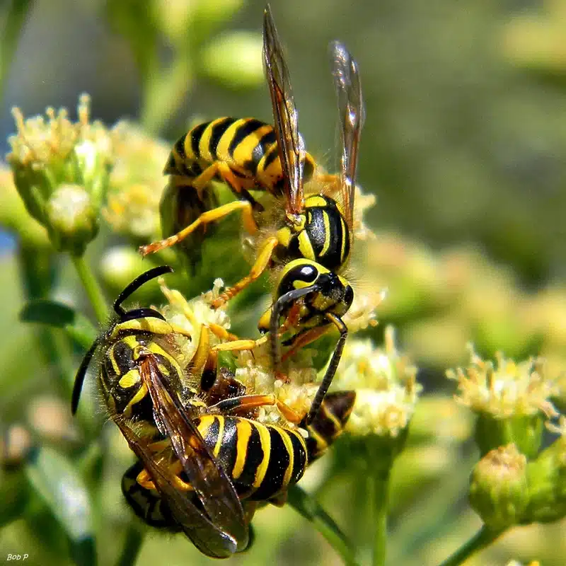 Yellow jacket wasps foraging on flowers for nectar