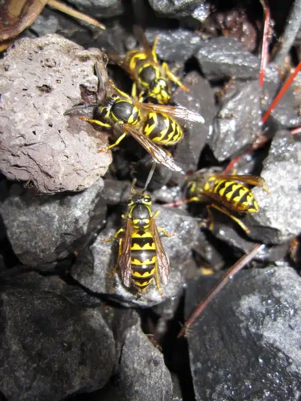 Yellow jacket wasps gathered on rocky surface near their nest