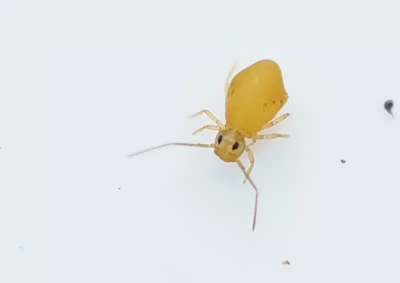 Pale yellow springtail showing soft body and antennae used for identification