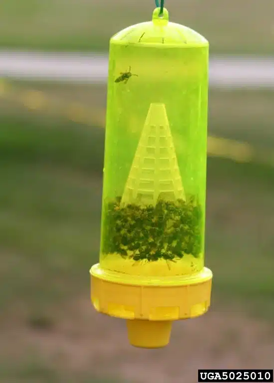 Yellow jacket trap filled with captured wasps