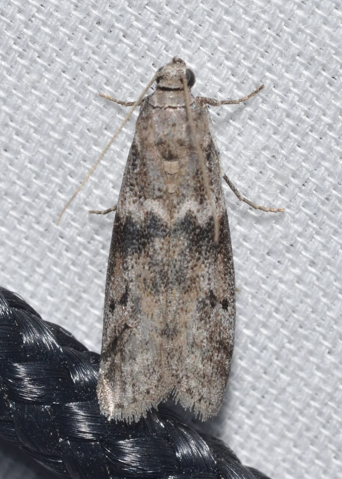 Mediterranean flour moth with pale gray wings and dark zigzag lines