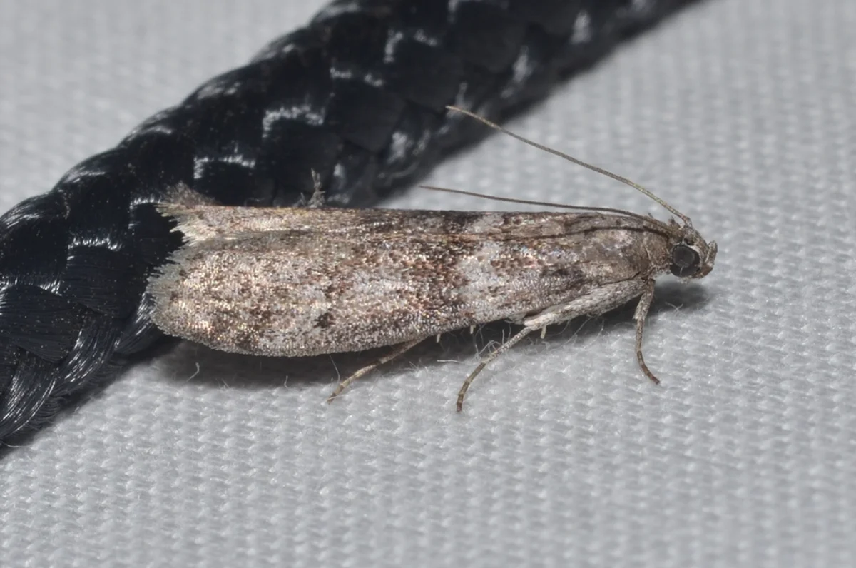 Mediterranean flour moth in profile showing characteristic sloping posture