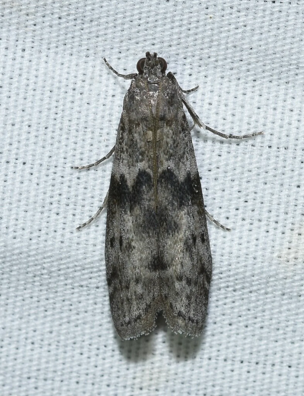 Mediterranean flour moth from above displaying wing pattern details