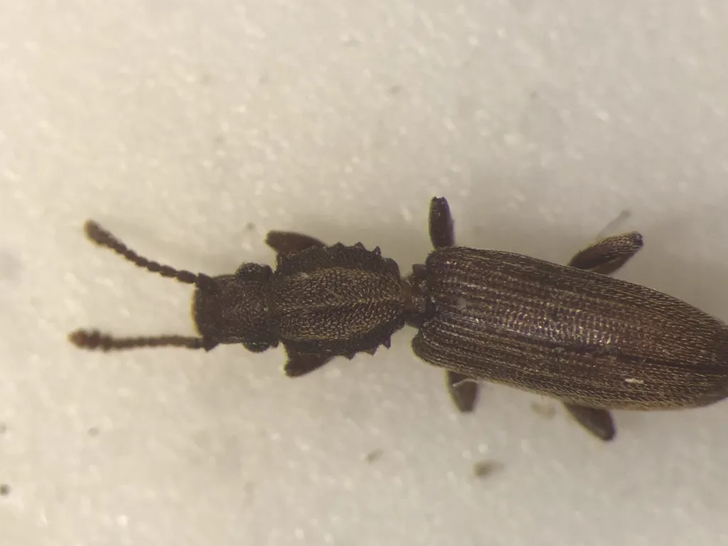 Merchant grain beetle on a dark surface displaying its flattened body shape