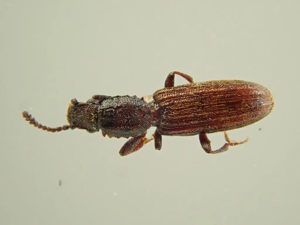 Side view of merchant grain beetle showing characteristic body shape and antenna structure
