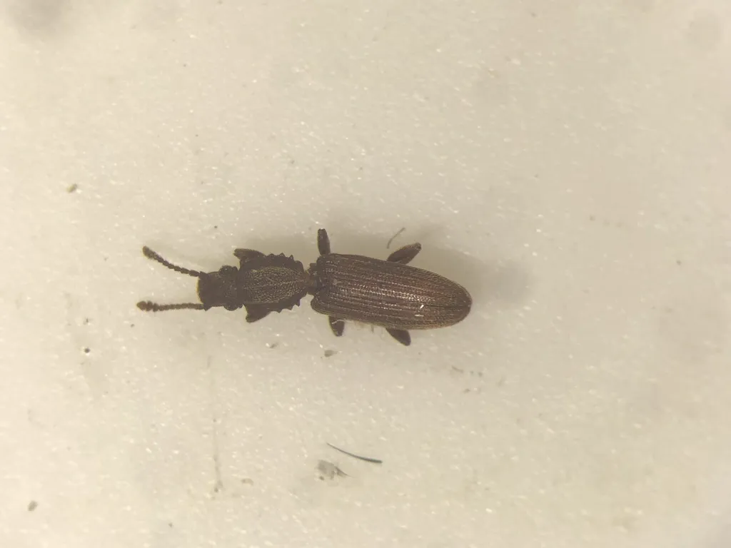 Merchant grain beetle on light background showing full body profile and leg arrangement
