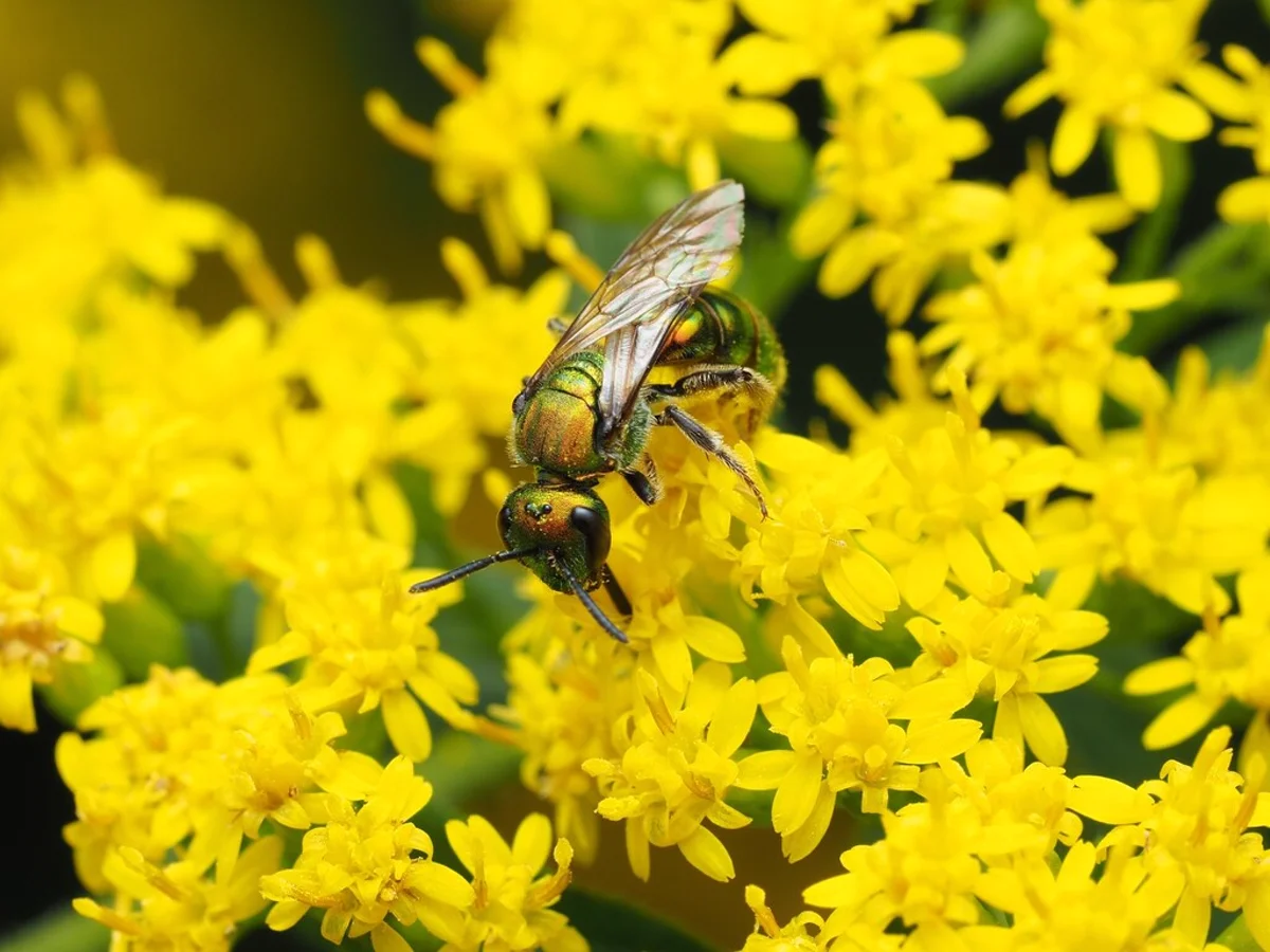 Metallic green sweat bee foraging on yellow goldenrod flowers