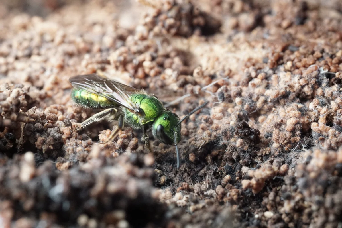 Metallic green sweat bee near natural soil and bark habitat