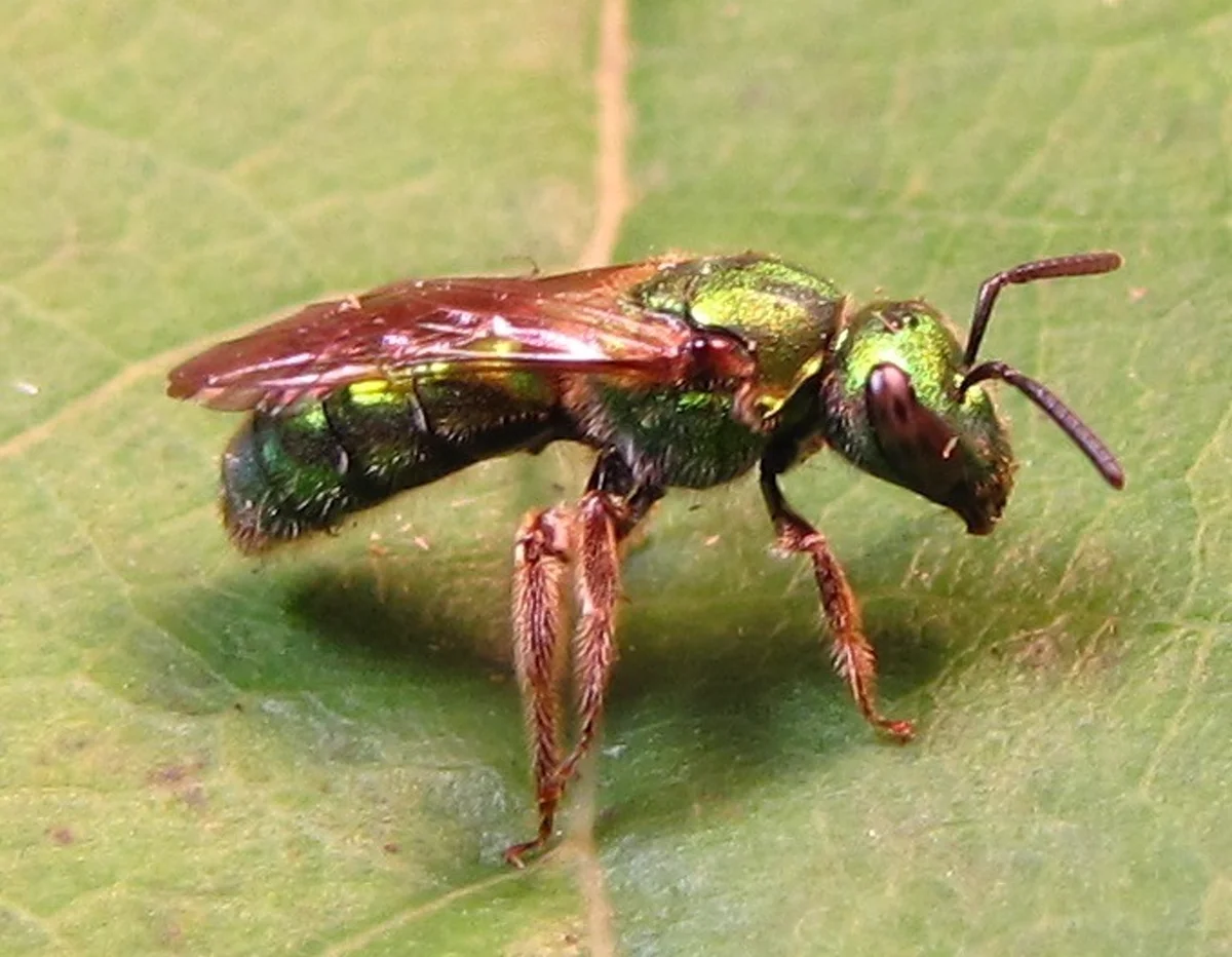 Metallic green sweat bee resting on a green leaf