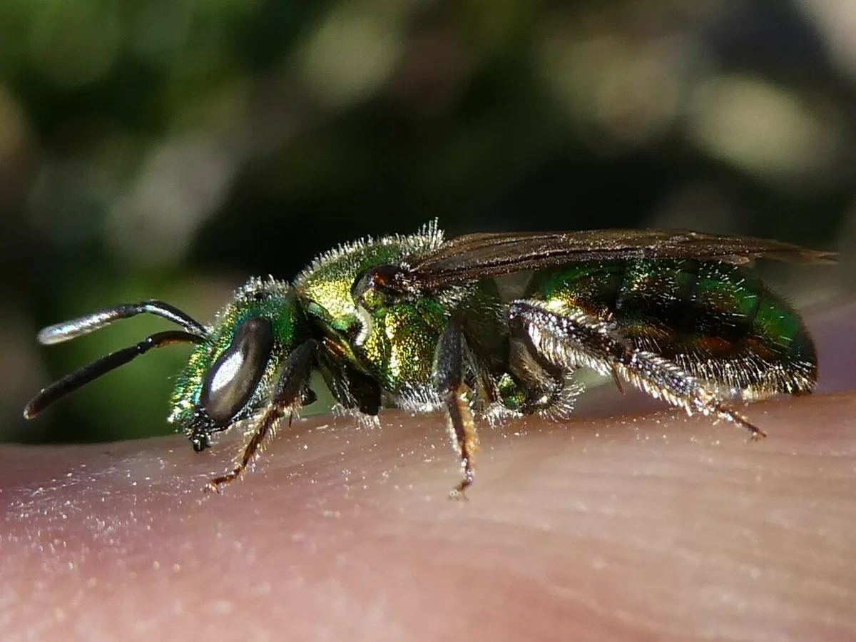 Side profile of metallic green sweat bee showing wing structure