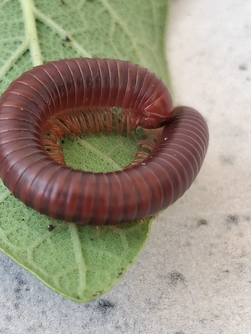 Do Millipedes Bite? What Actually Happens When You Touch One