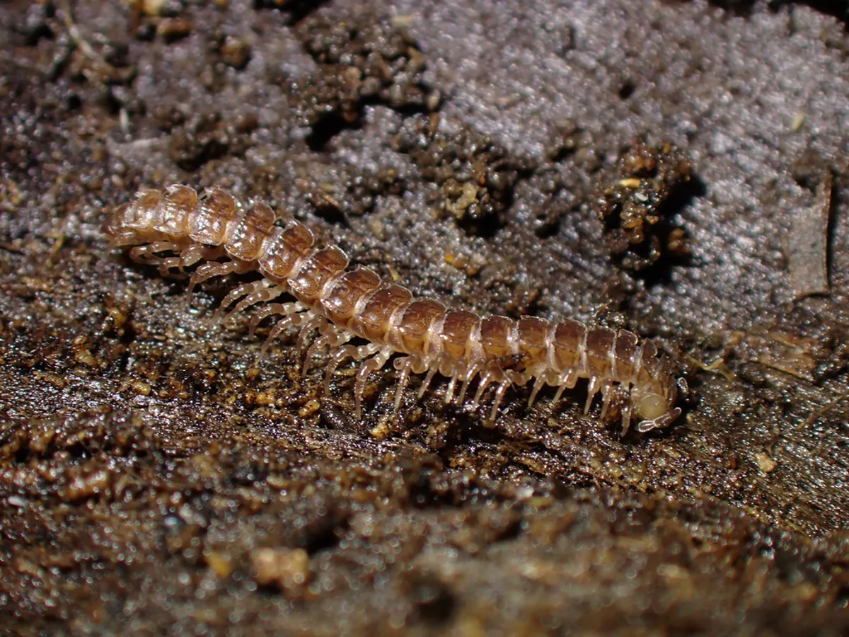 Millipede crawling through damp soil and decaying organic matter