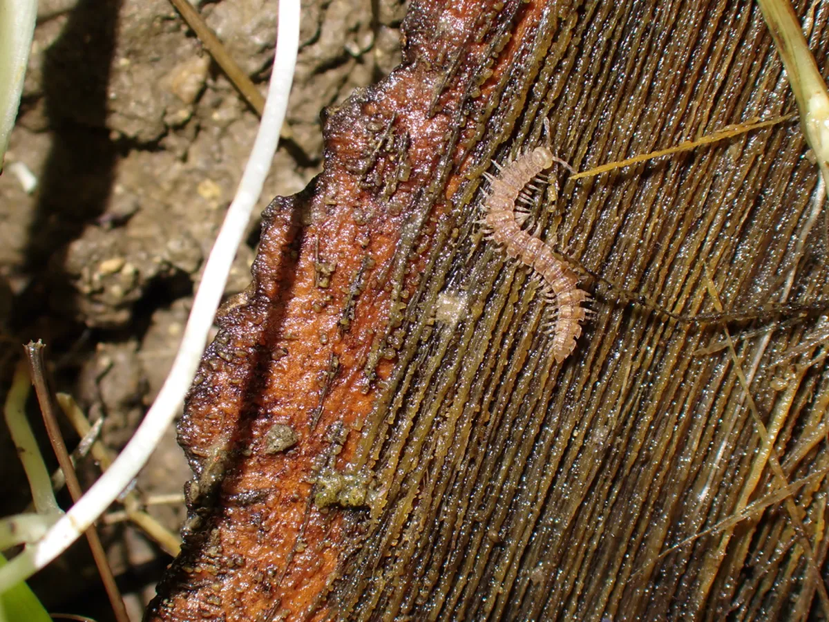 Millipede crawling on decaying wood in its natural outdoor habitat
