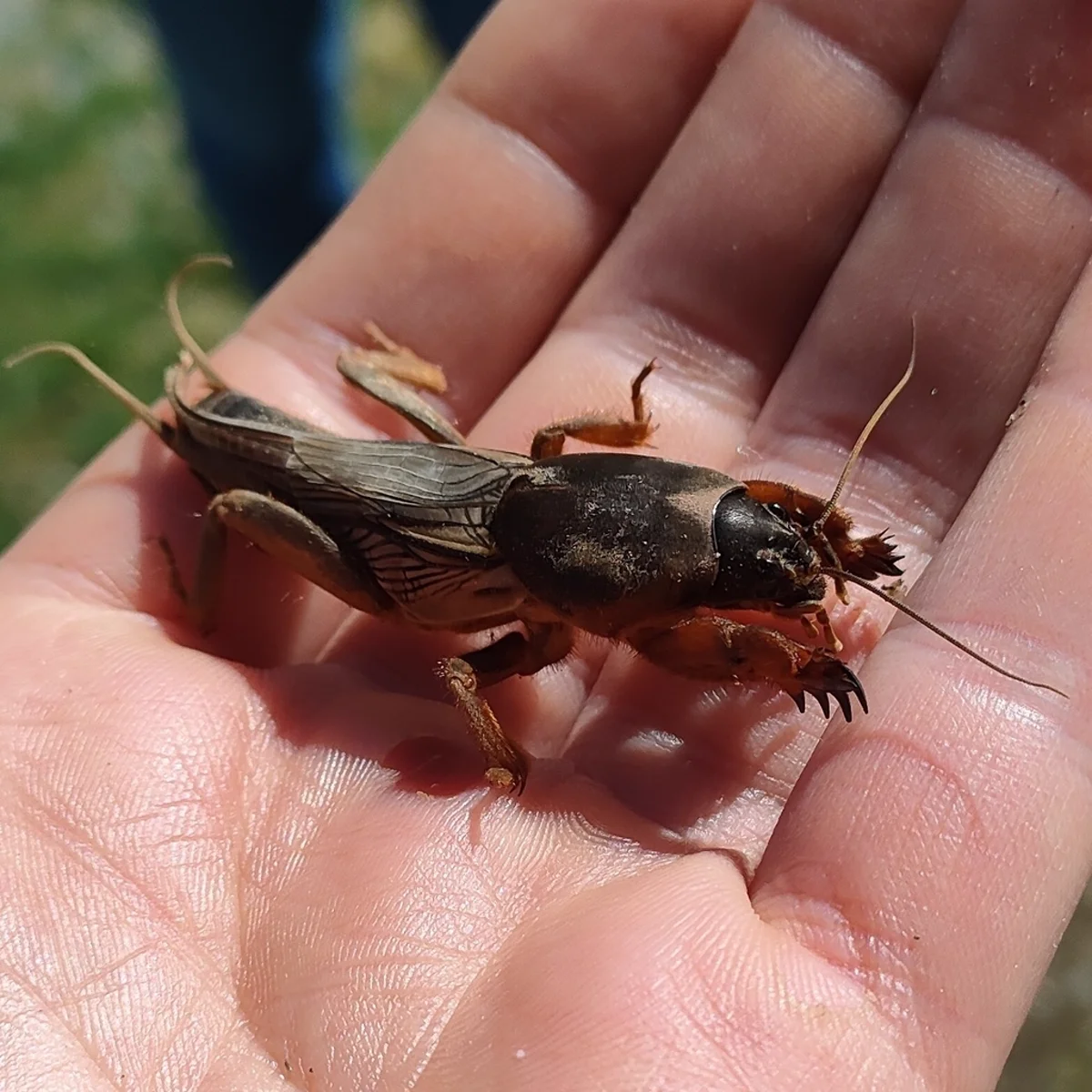Mole cricket held in hand showing full body length and scale