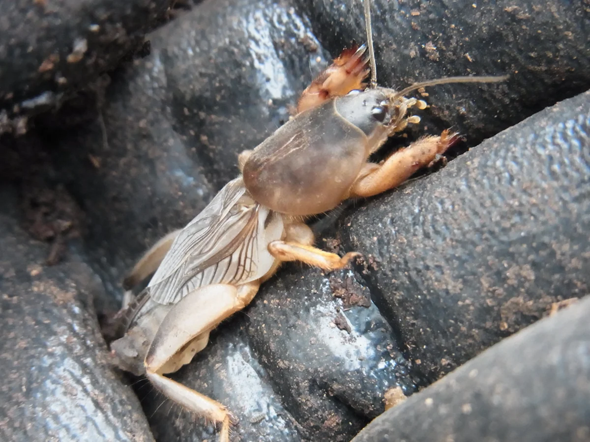 Mole cricket resting on surface showing complete body with distinctive digging forelegs
