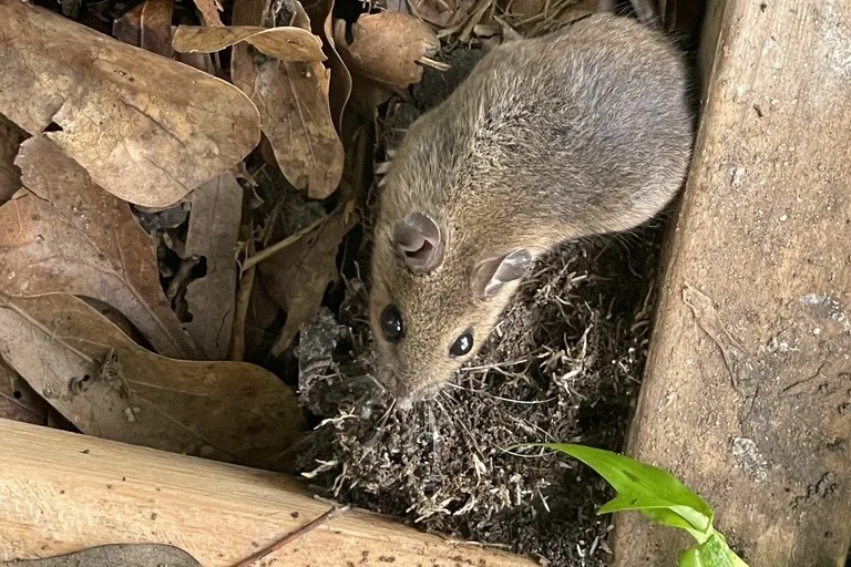 White-footed mouse hiding in dry leaf litter against a wooden board, the forest-edge mouse common near Prince William Forest Park in Montclair, VA