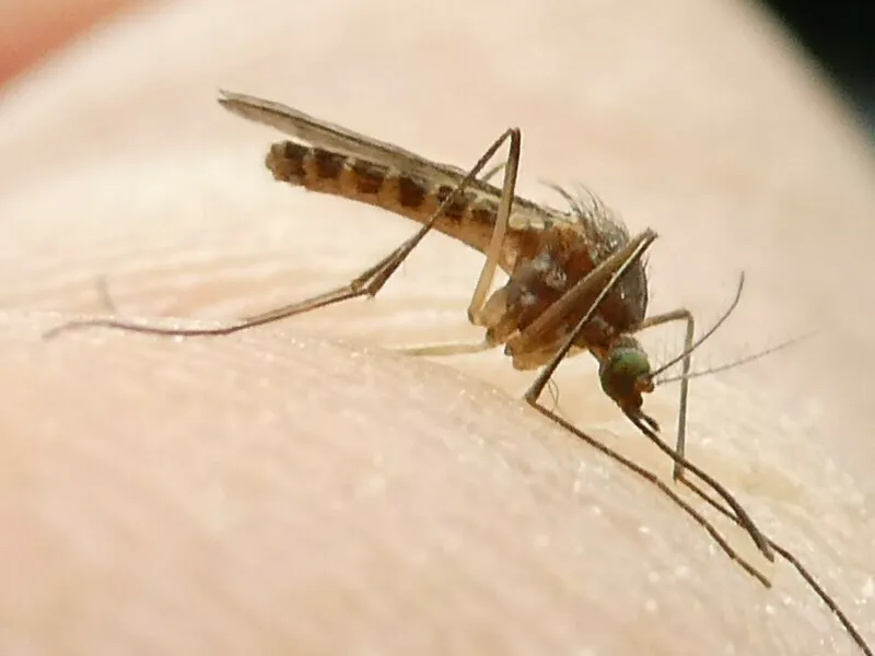 Mosquito feeding on human skin showing the long proboscis, segmented body, and long legs used for identification