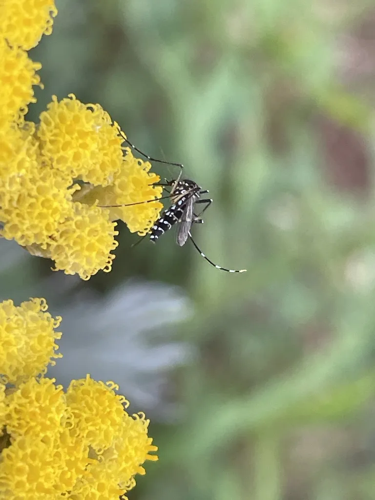 Asian tiger mosquito resting on yellow flowers in a Remington Virginia garden near the Lucky Hill Greenway