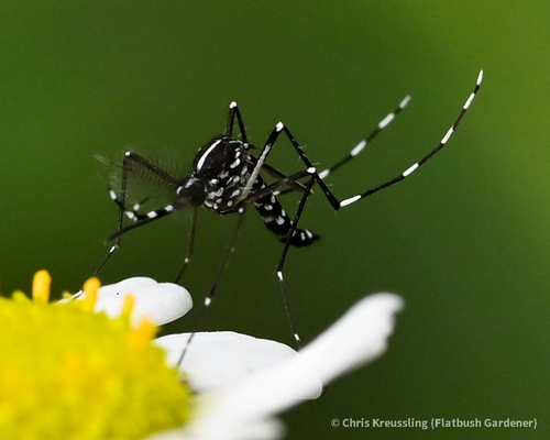 Asian tiger mosquito perched on a daisy showing distinctive black and white striped legs found in Takoma Park, MD