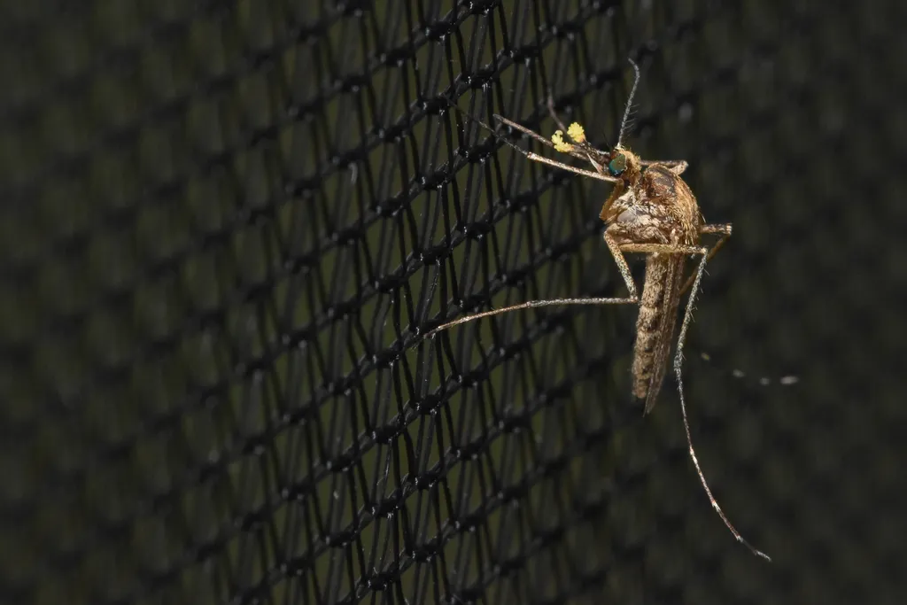 Mosquito on window screen at a Winchester home near the Historic District