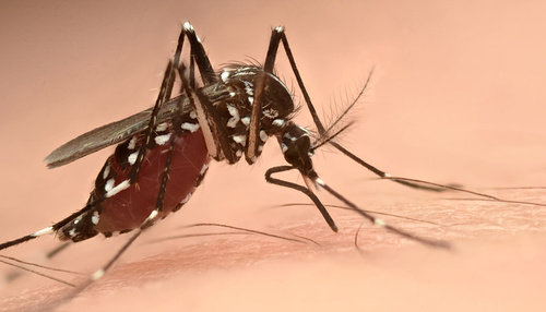Close-up of an Asian tiger mosquito feeding on skin, commonly found near Sligo Creek and Long Branch in Takoma Park
