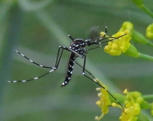 Asian tiger mosquito resting on garden vegetation in a shaded Takoma Park yard near Between the Creeks