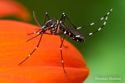 Asian tiger mosquito resting on an orange flower, a common daytime biter in Takoma Park near Sligo Creek