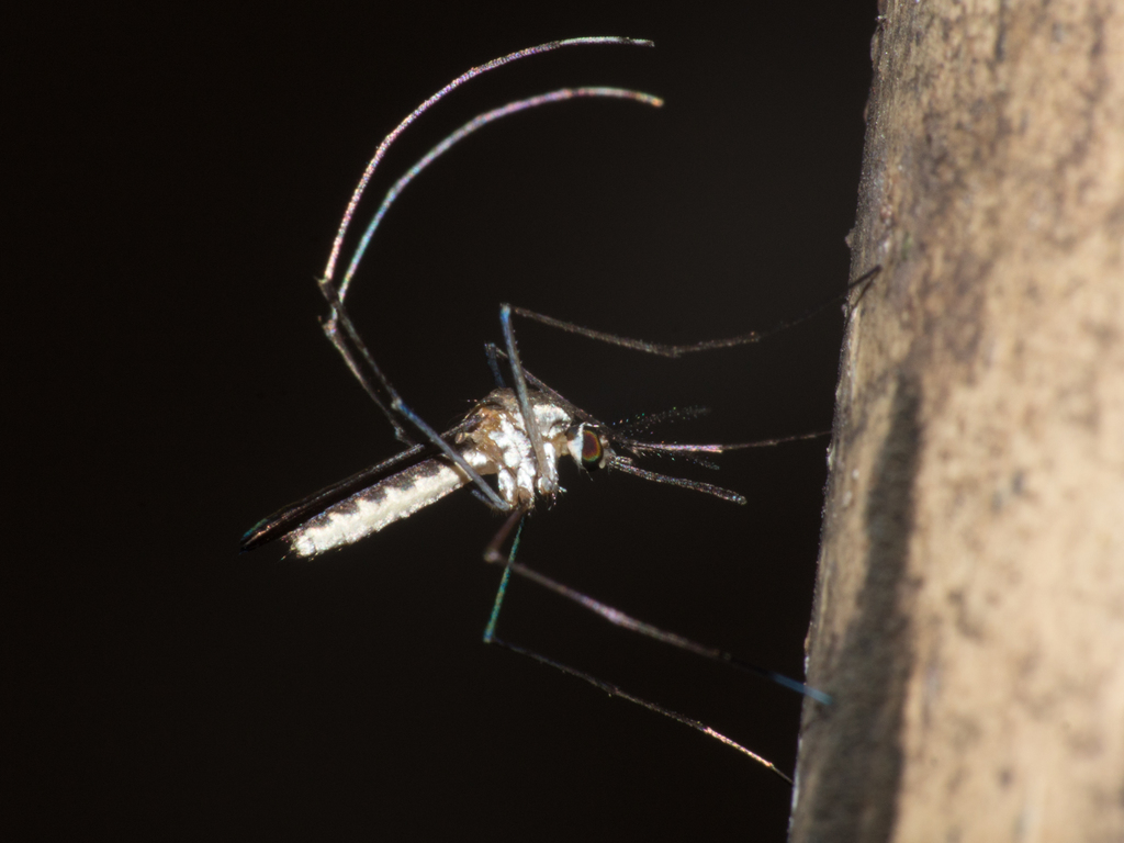 Striped mosquito resting on a surface near Round Hill, a common species found along Goose Creek and Sleeter Lake shorelines