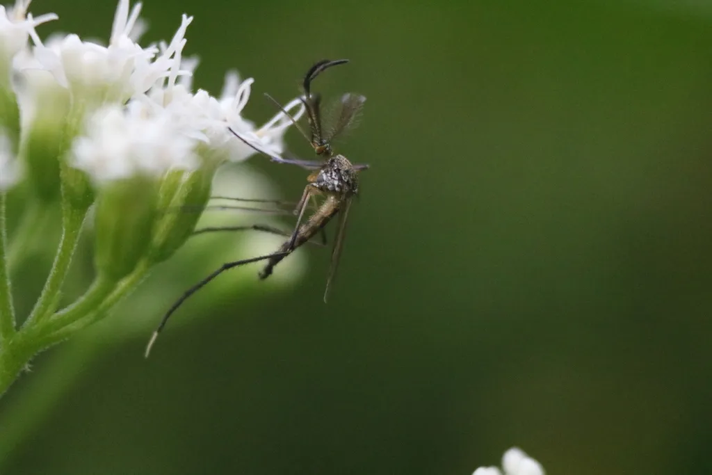 Mosquito resting on vegetation, commonly found in Alexandria yards near Dyke Marsh and Jones Point Park