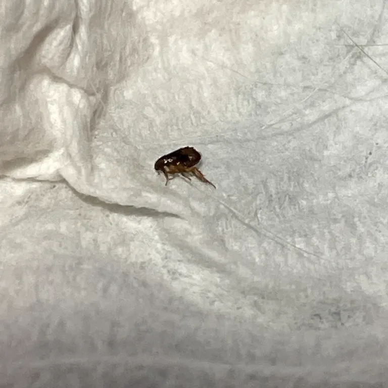 Flea on white fabric showing its dark body and laterally compressed shape