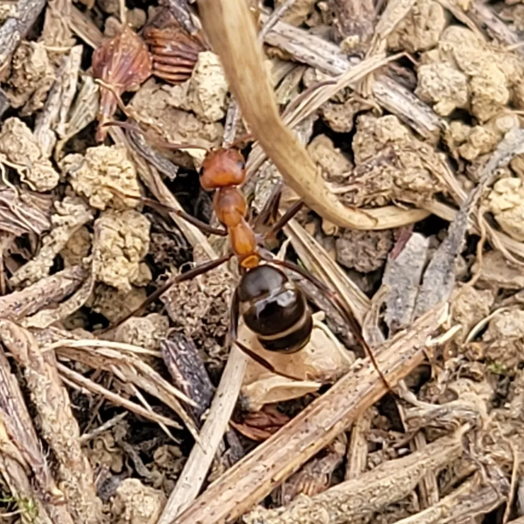 Allegheny mound ant worker with a red-orange head and thorax on a nest mound, found at pasture edges around Nokesville, Virginia