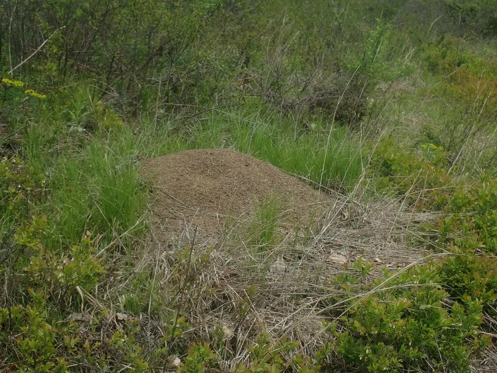 Allegheny mound ant nest in tall grass at the edge of a field, like the pasture edges around Nokesville, Virginia