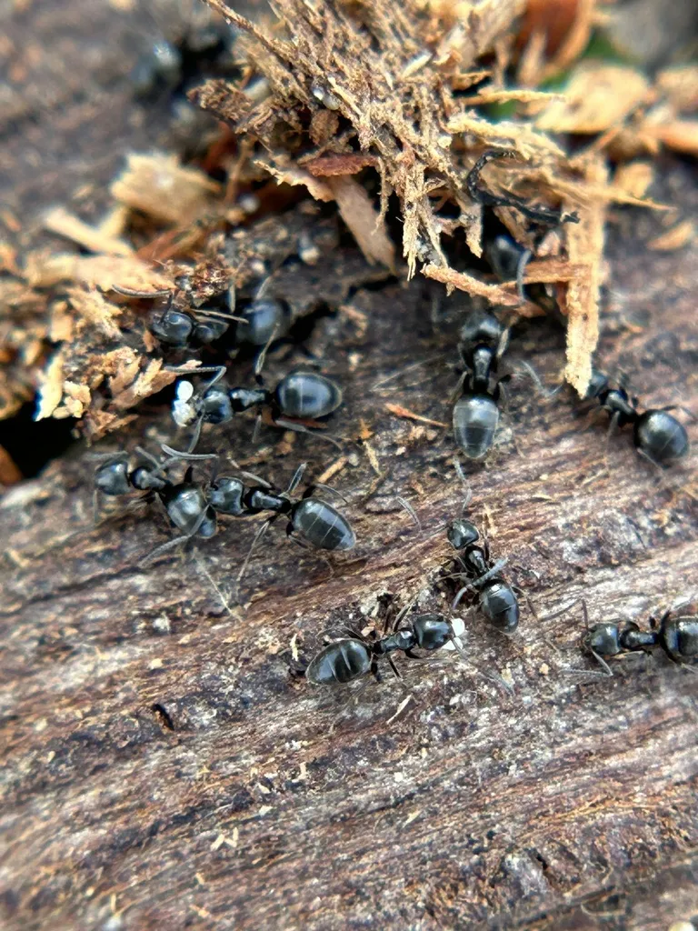 Odorous house ants spread across soft, rotting wood beside mulch, the conditions that feed ant trails into Nokesville homes
