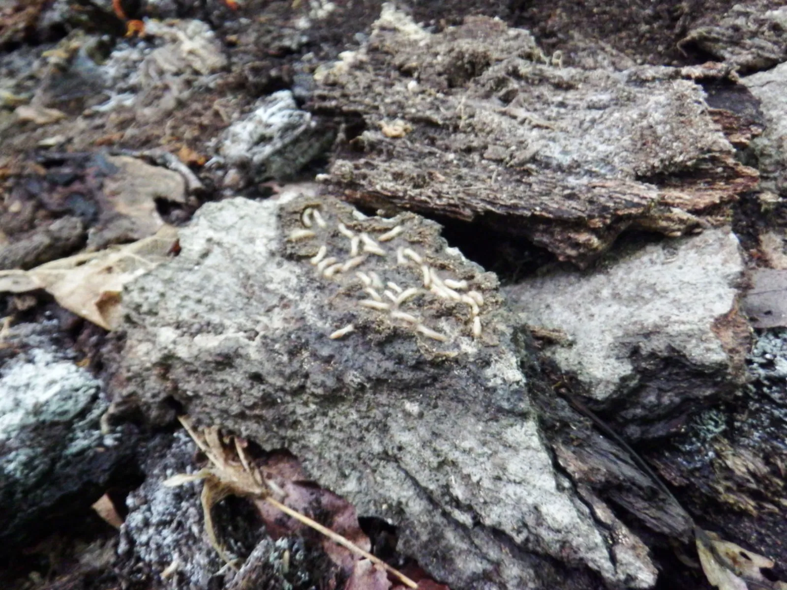 Eastern subterranean termite colony in rotting stump wood and leaf litter, common along fence rows on Nokesville, Virginia farms
