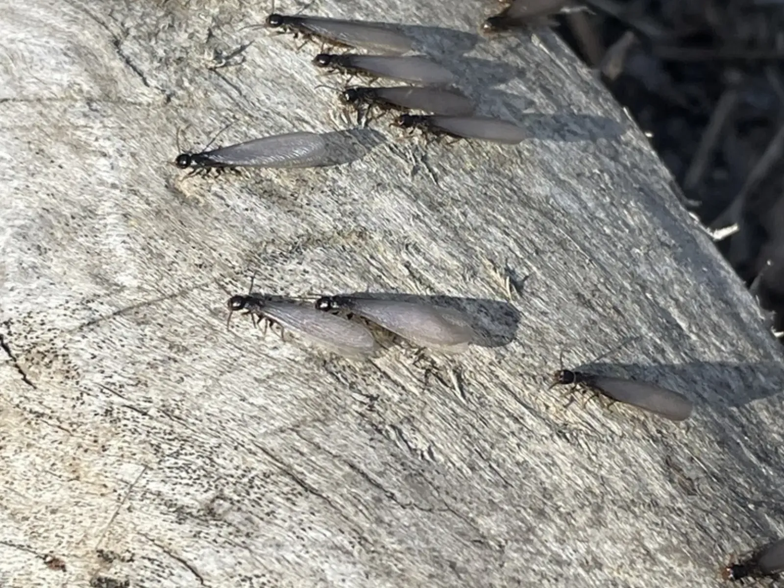 Winged termite swarmers on a weathered wood board, a spring sign of termites on Nokesville, Virginia porches and outbuildings