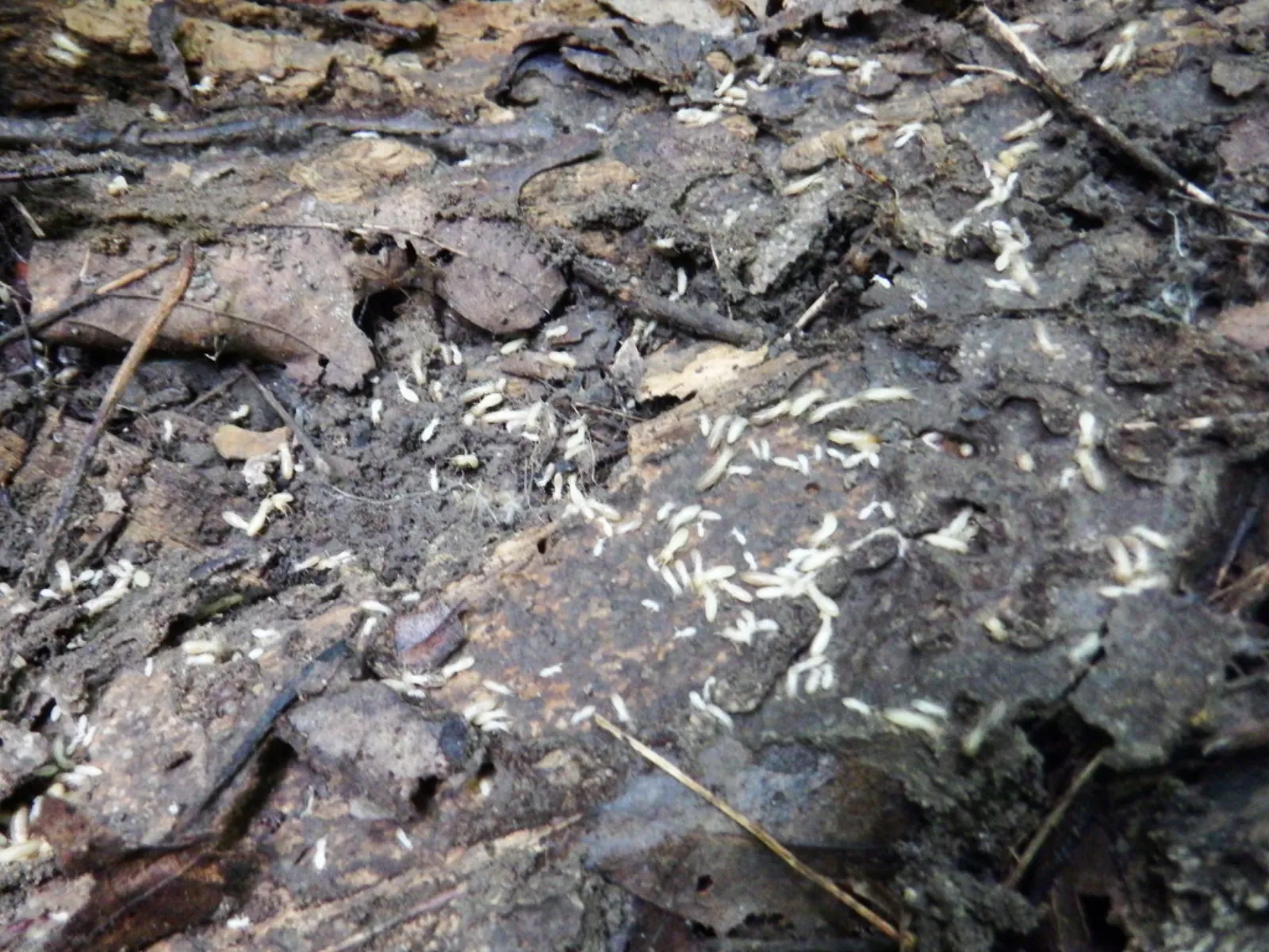 Eastern subterranean termite workers spread across a rotting log, like a downed tree along a fence row in Nokesville, Virginia